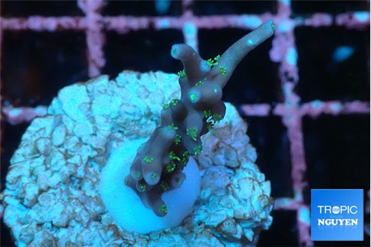 Acropora carduus green polyps deep water 2 cm WYSIWYG acclimaté