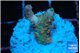 Acropora orange pink & Neon green polyps Fijii premium 2 cm WYSIWYG acclimaté