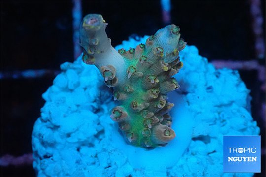Acropora orange pink & Neon green polyps Fijii premium 2 cm WYSIWYG acclimaté