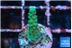 Acropora green 1-2 cm WYSIWYG acclimaté