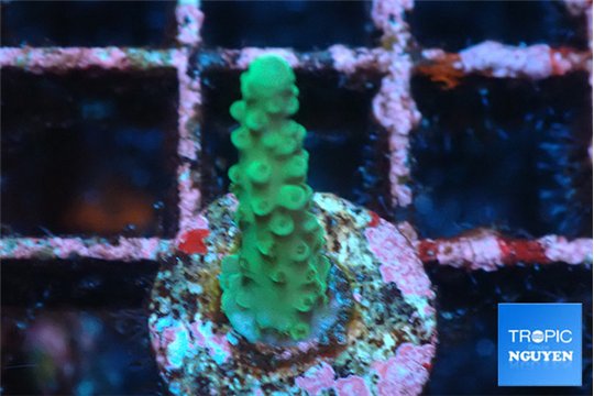 Acropora green 1-2 cm WYSIWYG acclimaté