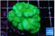 Pocillopora verrucosa toxic green 3-4 cm WYSIWYG acclimaté