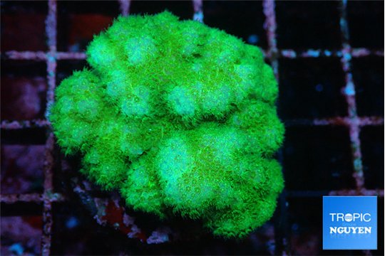 Pocillopora verrucosa toxic green 3-4 cm WYSIWYG acclimaté