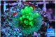 Acropora green & yellow polyps 2-3 cm WYSIWYG acclimaté