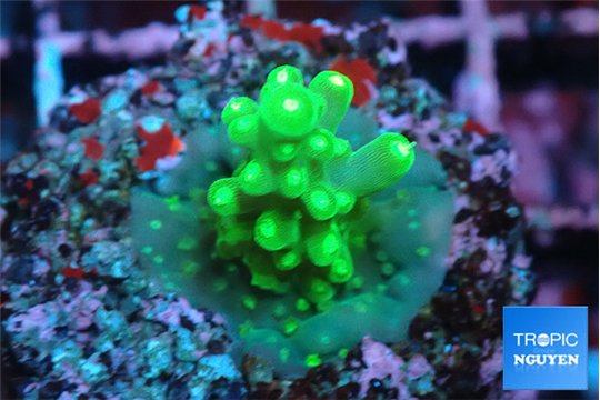 Acropora green & yellow polyps 2-3 cm WYSIWYG acclimaté