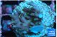 Acropora carduus green polyps deep water 2-3 cm WYSIWYG acclimaté
