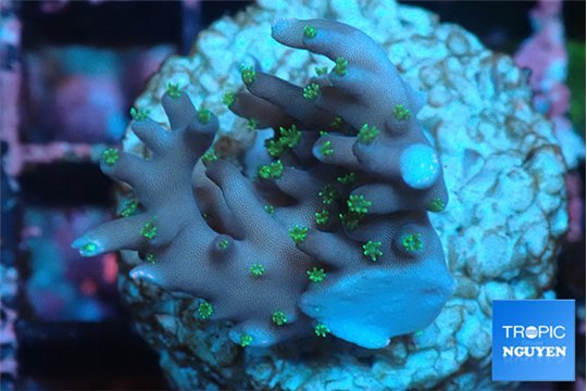 Acropora carduus green polyps deep water 2-3 cm WYSIWYG acclimaté