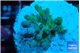 Acropora green &blue ice Fijii 2-3 cm WYSIWYG acclimaté