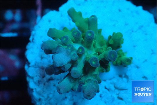Acropora green &blue ice Fijii 2-3 cm WYSIWYG acclimaté
