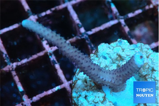 Seritopora pink purple Fijii 2 cm WYSIWYG acclimaté