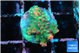 Acropora microclados strawberry 1-2 cm WYSIWYG acclimaté