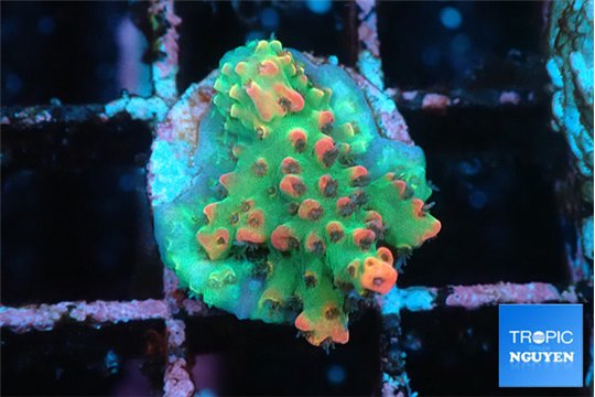 Acropora microclados strawberry 1-2 cm WYSIWYG acclimaté