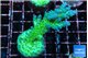 Acropora green blue ice Fijii 4-6 cm WYSIWYG acclimaté