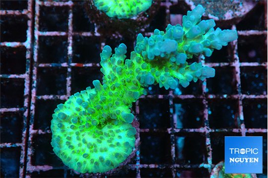 Acropora green blue ice Fijii 4-6 cm WYSIWYG acclimaté
