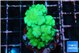 Pocillopora verrucosa toxic green 3-4 cm WYSIWYG acclimaté