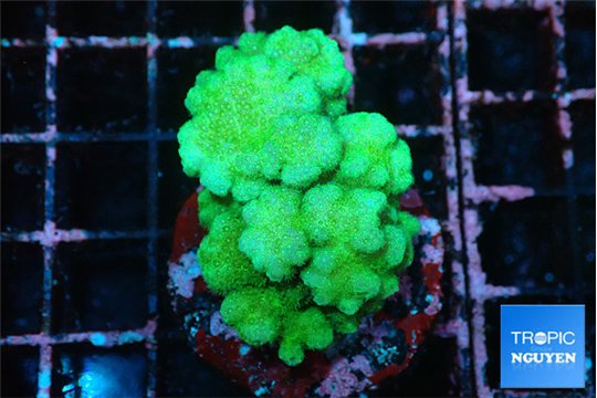 Pocillopora verrucosa toxic green 3-4 cm WYSIWYG acclimaté