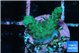 Acropora green 1-2 cm WYSIWYG acclimaté