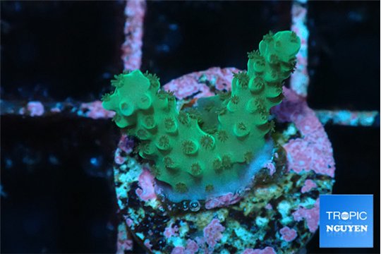 Acropora green 1-2 cm WYSIWYG acclimaté