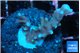 Acropora carduus green polyps deep water 2-3 cm WYSIWYG acclimaté