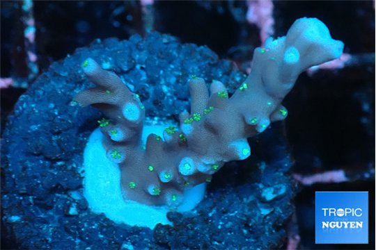 Acropora carduus green polyps deep water 2-3 cm WYSIWYG acclimaté
