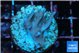 Acropora carduus green polyps deep water 2-3 cm WYSIWYG acclimaté
