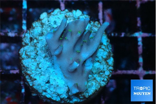 Acropora carduus green polyps deep water 2-3 cm WYSIWYG acclimaté