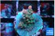Acropora rainbow 1-2 cm WYSIWYG acclimaté