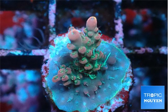 Acropora rainbow 1-2 cm WYSIWYG acclimaté
