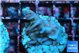 Acropora carduus green polyps deep water 2-3 cm WYSIWYG acclimaté