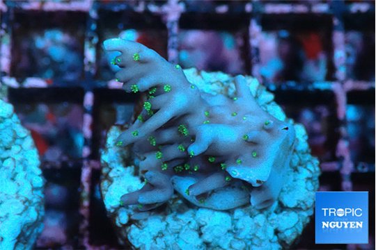 Acropora carduus green polyps deep water 2-3 cm WYSIWYG acclimaté