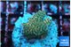 Acropora millepora mango 2-3 cm WYSIWYG acclimaté