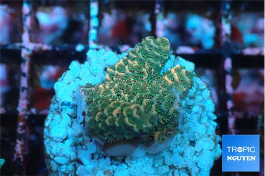 Acropora millepora mango 2-3 cm WYSIWYG acclimaté