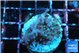 Acropora carduus green polyps deep water 2-3 cm WYSIWYG acclimaté
