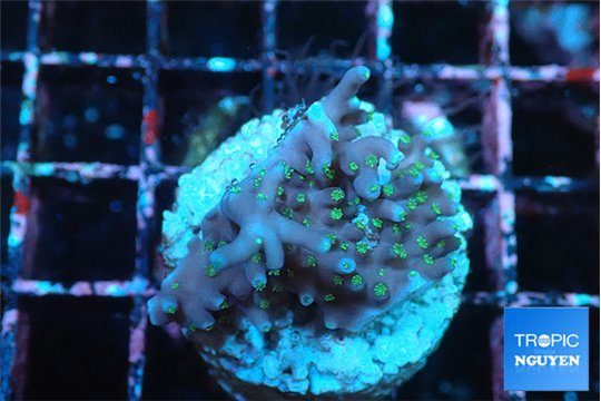 Acropora carduus green polyps deep water 2-3 cm WYSIWYG acclimaté