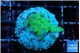Acropora green golden 1-2 cm WYSIWYG acclimaté