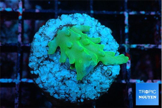 Acropora green golden 1-2 cm WYSIWYG acclimaté