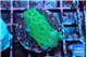 Acropora green 2-3 cm WYSIWYG acclimaté
