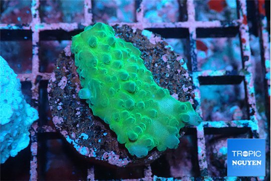 Acropora green 2-3 cm WYSIWYG acclimaté