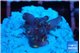 Acropora table purple & golden green polyps Australia 1-2 cm WYSIWYG acclimaté