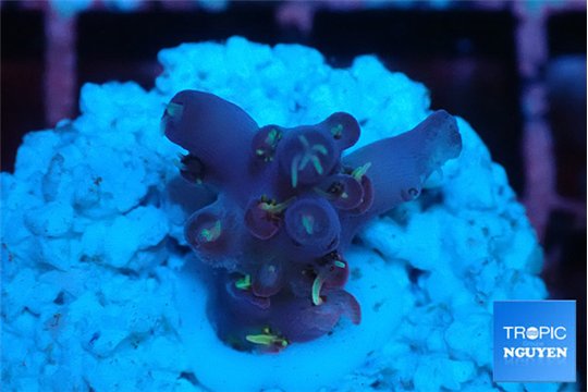 Acropora table purple & golden green polyps Australia 1-2 cm WYSIWYG acclimaté