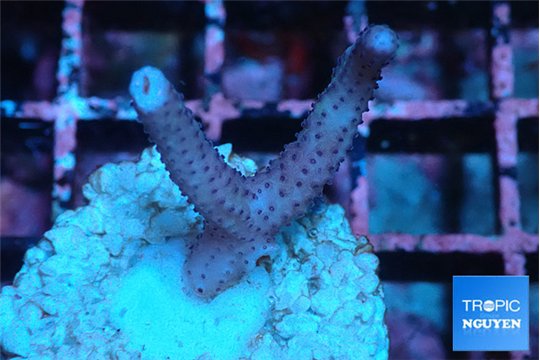 Seritopora pink purple Fijii 2 cm WYSIWYG acclimaté