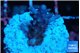Acropora full purple 2-3 cm WYSIWYG acclimaté