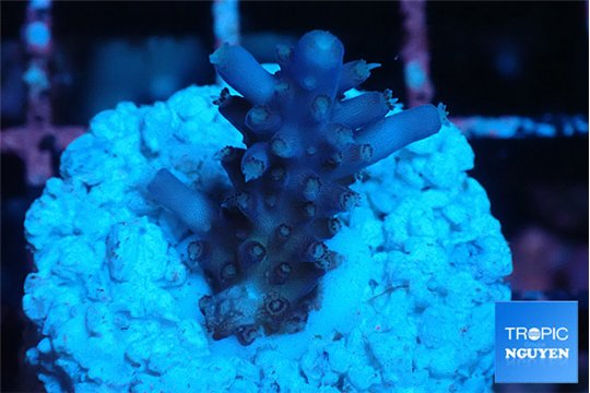 Acropora full purple 2-3 cm WYSIWYG acclimaté
