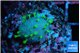 Sarcophython full neon green polyps Australia 1-2 cm WYSIWYG acclimaté