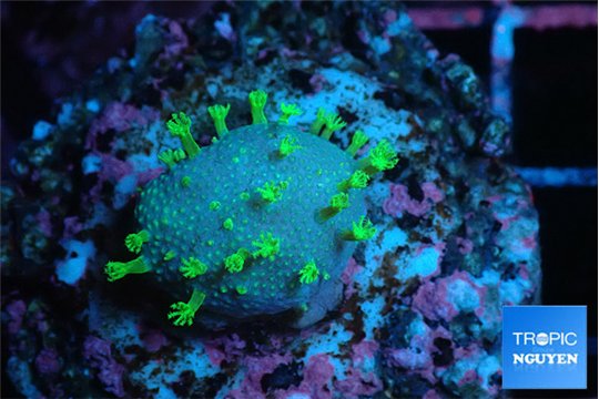 Sarcophython full neon green polyps Australia 1-2 cm WYSIWYG acclimaté