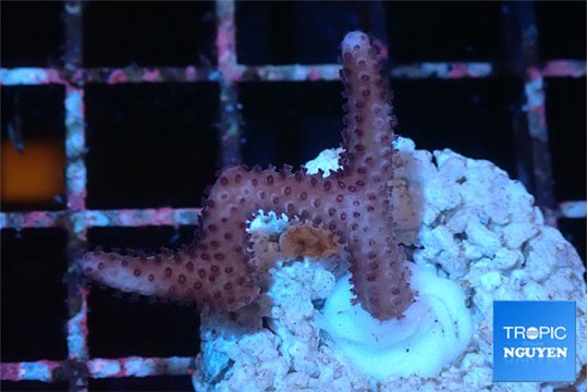 Seritopora pink purple Fijii 2 cm WYSIWYG acclimaté