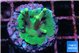 Acropora caroliniana banana 3-4 cm WYSIWYG acclimaté