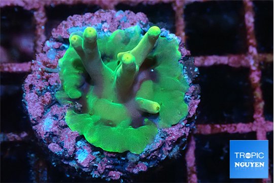 Acropora caroliniana banana 3-4 cm WYSIWYG acclimaté