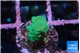 Acropora green 2 cm WYSIWYG acclimaté