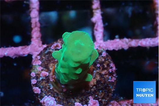 Acropora green 2 cm WYSIWYG acclimaté